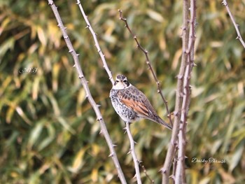 Dusky Thrush Unknown Spots Wed, 2/22/2017