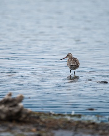 Bar-tailed Godwit 長野県 Thu, 10/13/2022