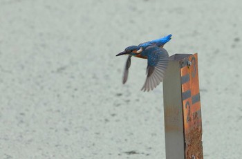 Common Kingfisher 愛知県 Sun, 10/9/2022