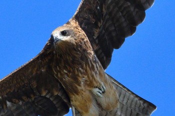 Black Kite 甲府市 Sat, 10/15/2022