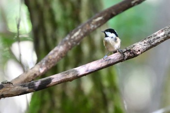 Coal Tit 西湖野鳥の森公園 Sat, 10/15/2022