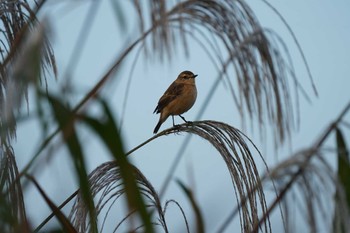 Amur Stonechat 潟ノ内(島根県松江市) Sat, 10/15/2022