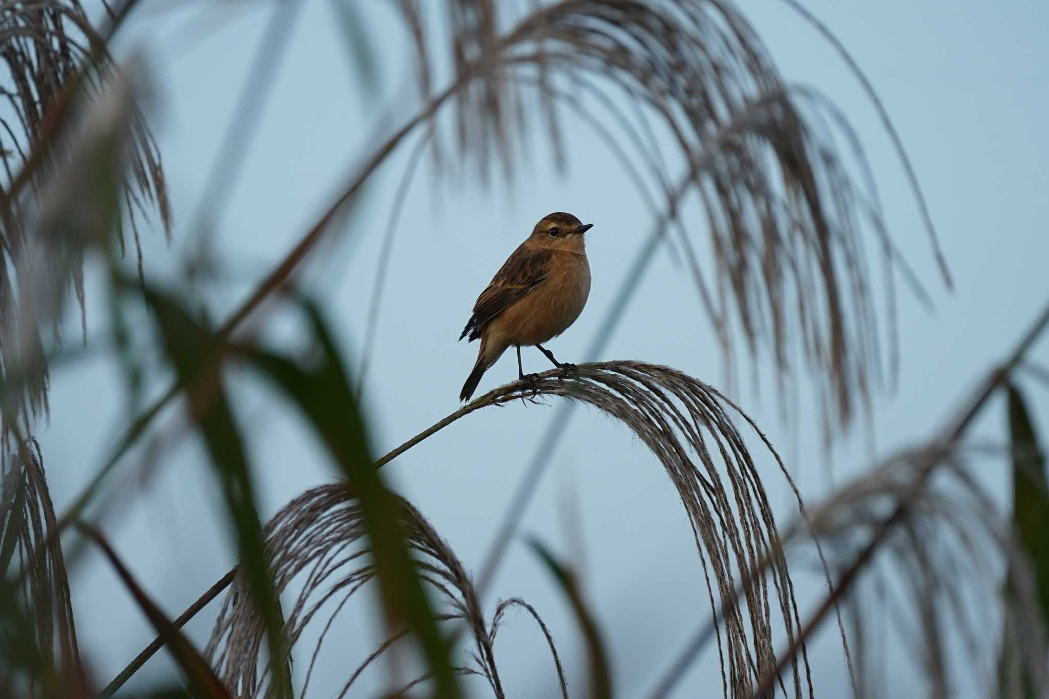 Photo of Amur Stonechat at 潟ノ内(島根県松江市) by ひらも