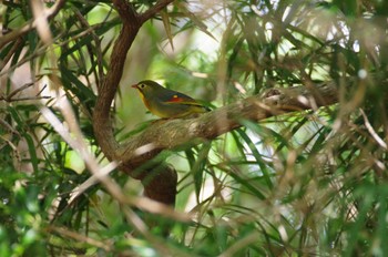 ソウシチョウ 箱根 2022年10月15日(土)