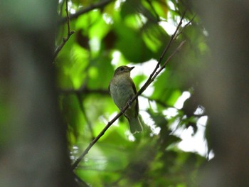 Narcissus Flycatcher Tokyo Port Wild Bird Park Sat, 10/15/2022