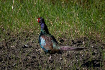 Green Pheasant 静岡県 Sat, 10/15/2022