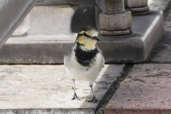 White Wagtail 東京都 Sat, 10/8/2022