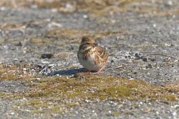 2018年2月12日(月) 滋賀県希望が丘文化公園の野鳥観察記録