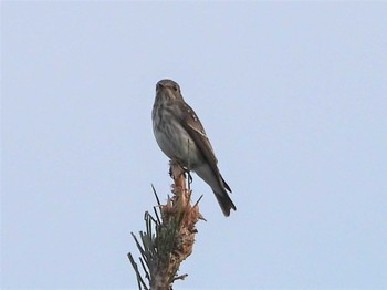 2022年10月15日(土) 葛西臨海公園の野鳥観察記録