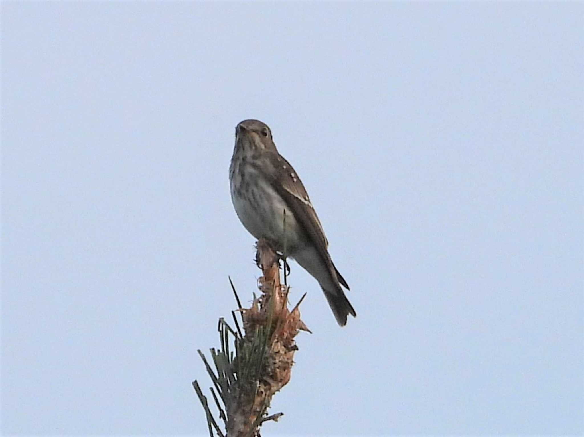 Grey-streaked Flycatcher