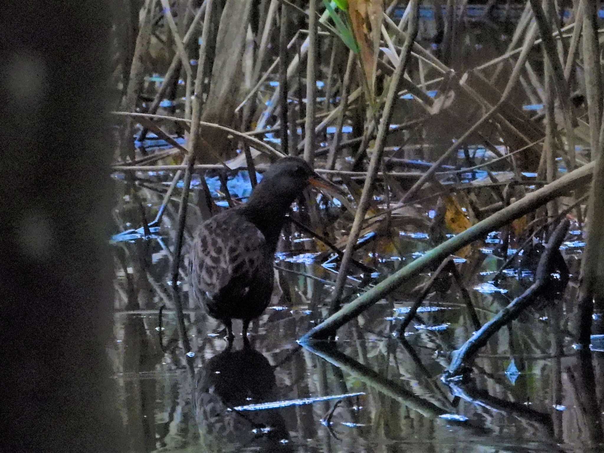 Brown-cheeked Rail