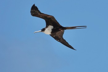 オオグンカンドリ Michaelmas Cay 2022年10月10日(月)