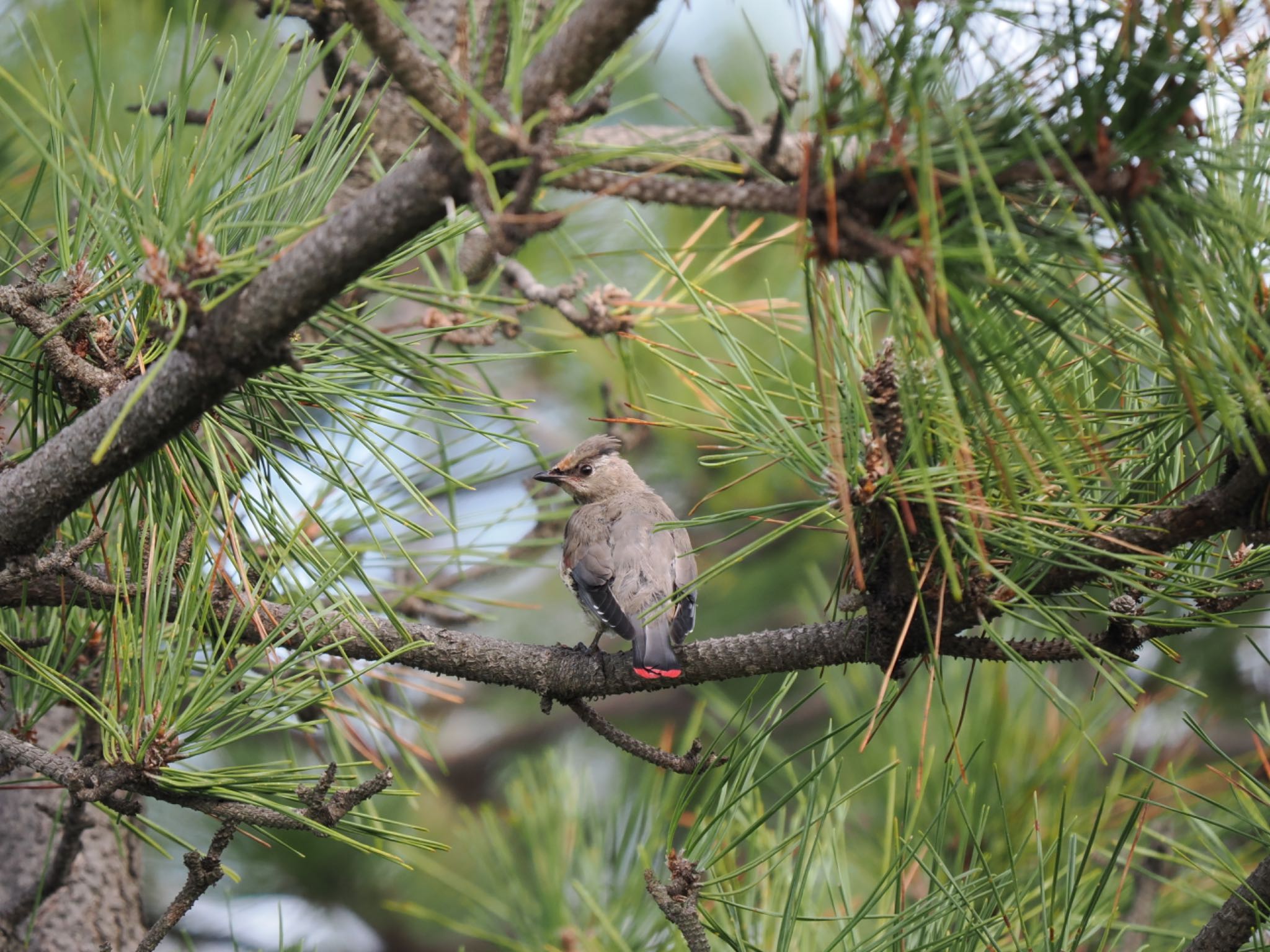 Japanese Waxwing