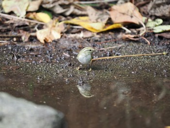 2022年10月15日(土) 舳倉島の野鳥観察記録