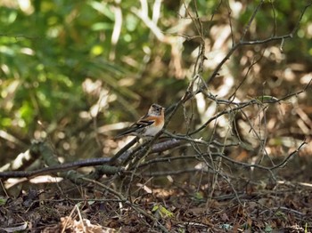 Brambling 紀の川市 Sat, 10/15/2022