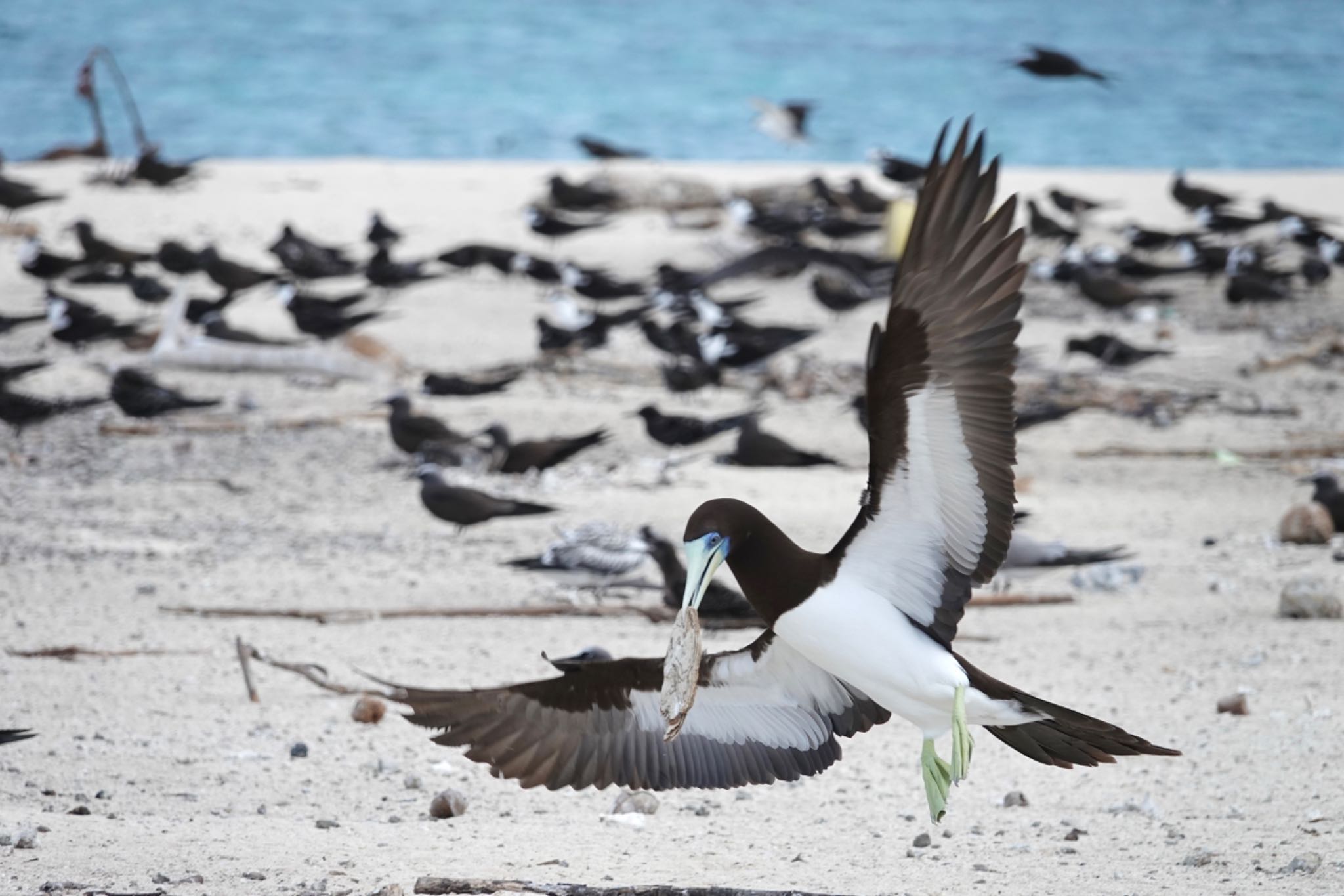 Michaelmas Cay カツオドリの写真 by のどか