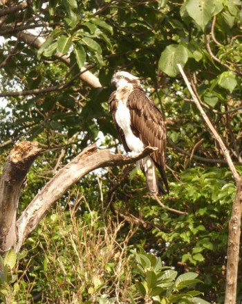 Osprey Yoron Island Fri, 1/19/2018