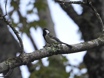 Japanese Tit 御胎内清宏園 Sat, 10/8/2022