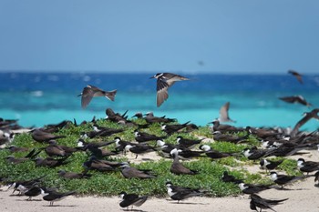 セグロアジサシ Michaelmas Cay 2022年10月10日(月)