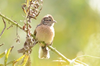 Meadow Bunting ふれあい松戸川 Sat, 10/15/2022