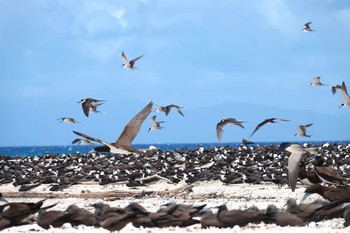 セグロアジサシ Michaelmas Cay 2022年10月10日(月)