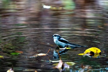 2022年10月15日(土) 大洞の水場の野鳥観察記録