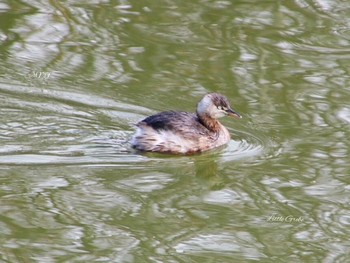 Little Grebe Unknown Spots Thu, 2/1/2018