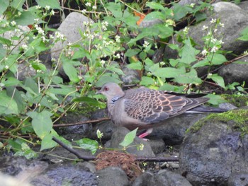 Oriental Turtle Dove 御岳渓谷 Sun, 10/16/2022