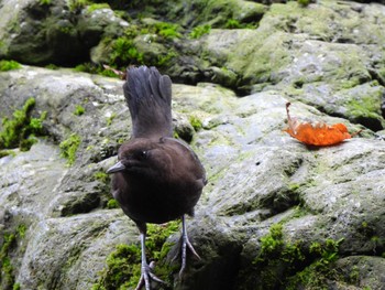 Brown Dipper 御岳渓谷 Sun, 10/16/2022