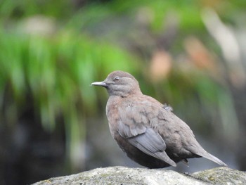 Brown Dipper 御岳渓谷 Sun, 10/16/2022