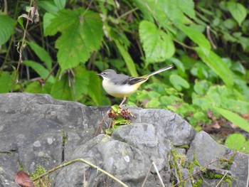 Grey Wagtail 御岳渓谷 Sun, 10/16/2022