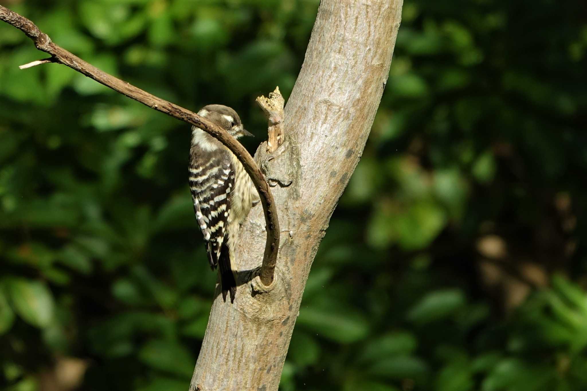 Japanese Pygmy Woodpecker