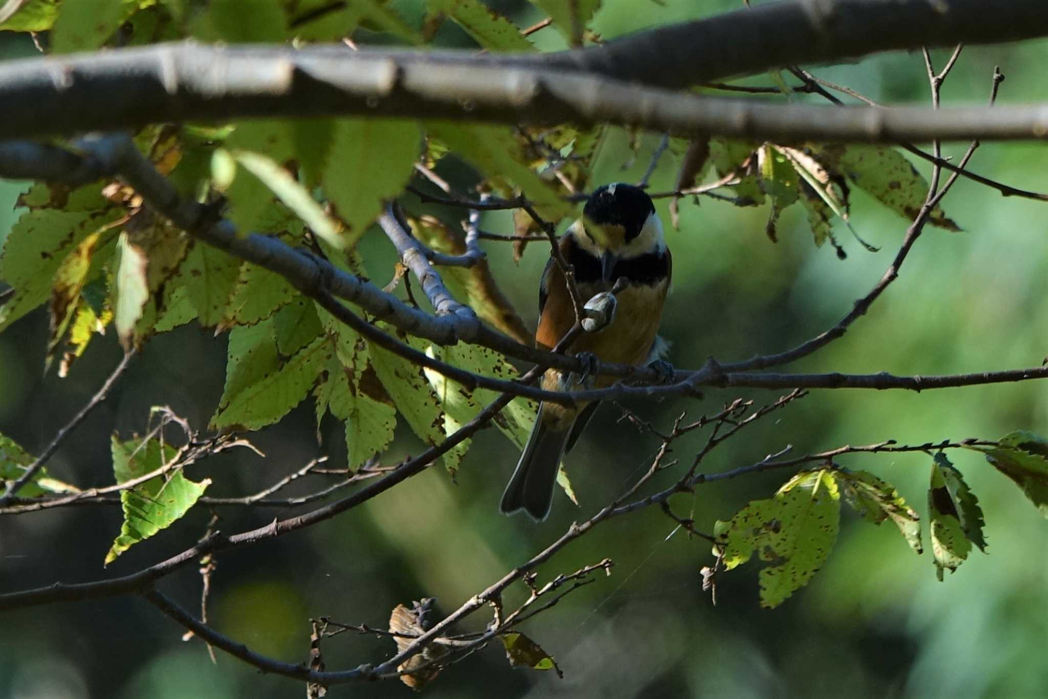 Varied Tit