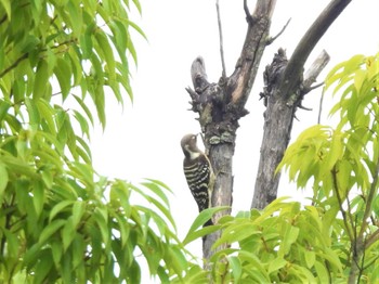 Japanese Pygmy Woodpecker Minuma Rice Field Sun, 10/16/2022