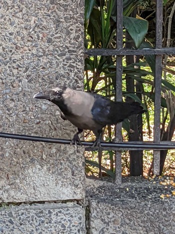 House Crow Delhi India Sat, 10/15/2022