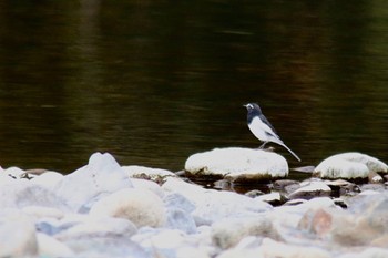 Japanese Wagtail 山口県岩国市 Sun, 10/16/2022