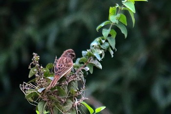 Meadow Bunting 山口県岩国市 Sun, 10/16/2022