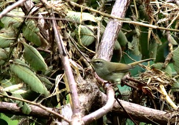 Japanese Bush Warbler 山口県岩国市 Sun, 10/16/2022