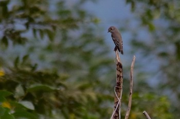 Grey-streaked Flycatcher 山口県岩国市 Sun, 10/16/2022