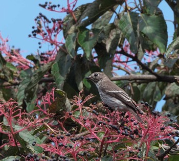 Grey-streaked Flycatcher 東京都多摩地域 Tue, 10/11/2022