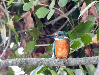 Common Kingfisher 万博記念公園 Sun, 10/16/2022