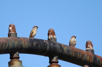 Eurasian Tree Sparrow 万博記念公園 Sun, 10/16/2022