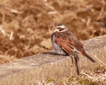 Dusky Thrush 熊本県阿蘇市 Wed, 2/7/2018