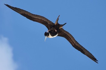 Great Frigatebird Michaelmas Cay Mon, 10/10/2022