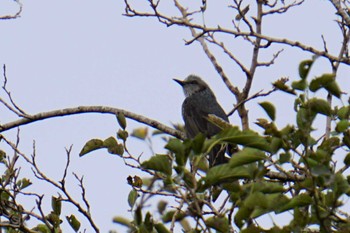 Wed, 10/5/2022 Birding report at 江津湖