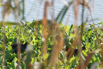 Common Moorhen 江津湖 Sat, 10/8/2022