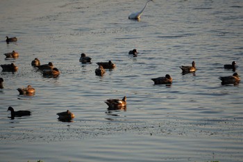 2022年10月15日(土) 江津湖の野鳥観察記録