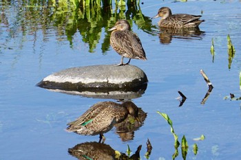 2022年10月14日(金) 江津湖の野鳥観察記録