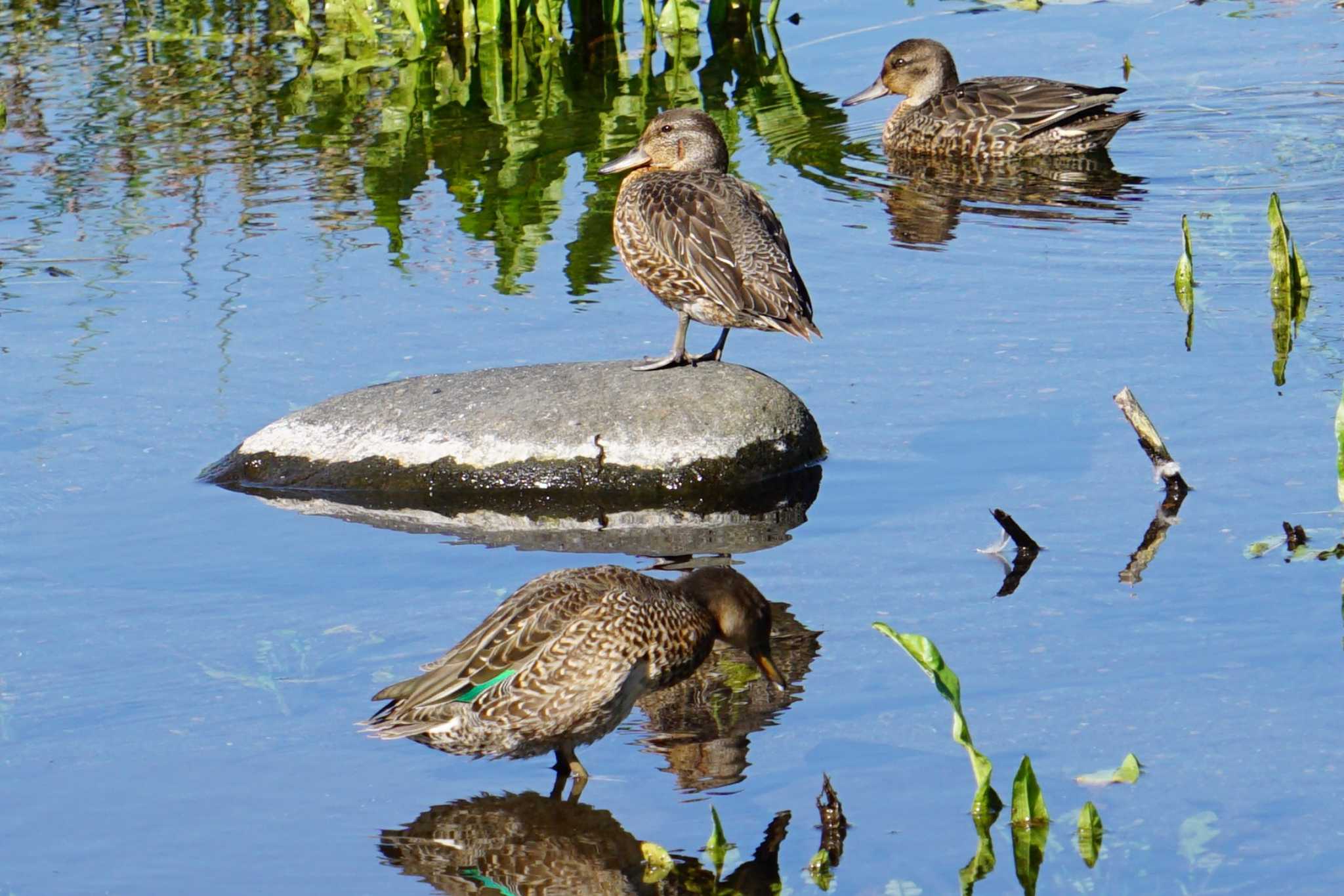 Eurasian Teal