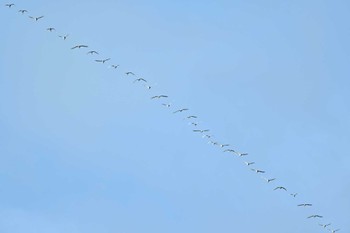 未同定 札幌 2022年10月14日(金)